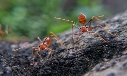 Close-up of ants on tree trunk