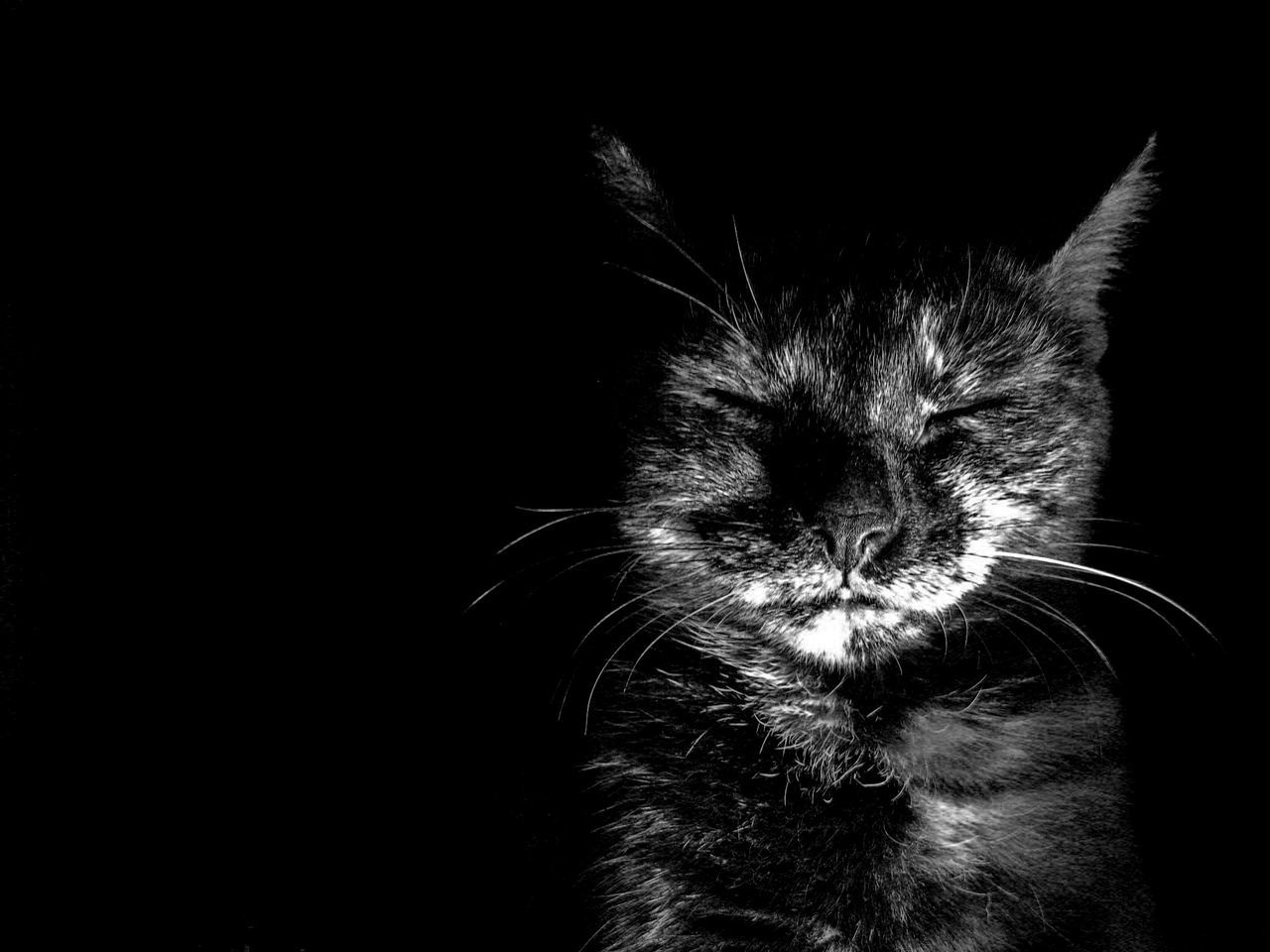 one animal, pets, domestic cat, animal themes, cat, domestic animals, mammal, feline, whisker, black background, animal head, close-up, indoors, studio shot, animal body part, copy space, night, looking away, dark, no people