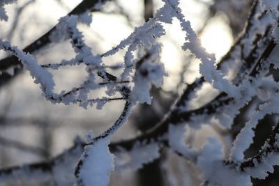 Close-up of snow on tree during winter