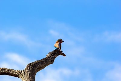 Low angle view of bird perching on tree against sky