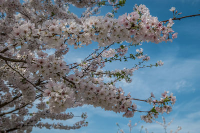 Low angle view of cherry blossoms against sky