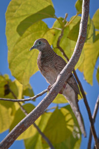 Close-up of bird perching on tree against sky