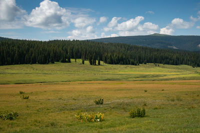 Scenic view of grassy field against sky