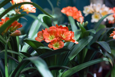 Close-up of red flowering plant