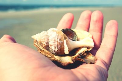 Close-up of person holding shells on beach