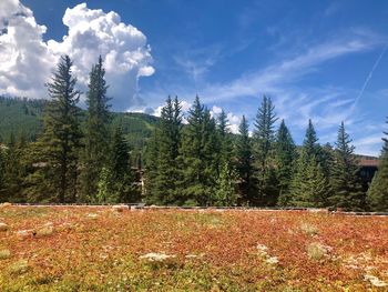 Scenic view of pine trees on field against sky
