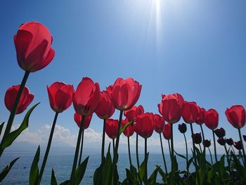 Red tulips in bloom against sky