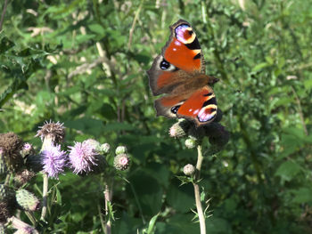 Close-up of butterfly pollinating on flower