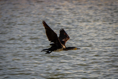 Bird flying over lake