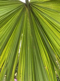 Full frame shot of palm leaves