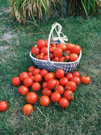 High angle view of tomatoes in basket on field