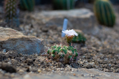 Close-up of small succulent plant on rock