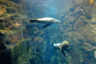 Close-up of fish swimming in sea