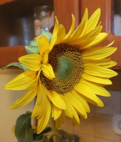 Close-up of sunflower