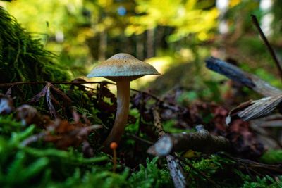 Close-up of mushroom growing on field