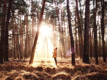 Sun shining through trees