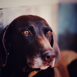 Close-up of dog looking away