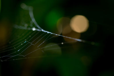 Close-up of plant against blurred background