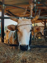 Portrait of cow in shed