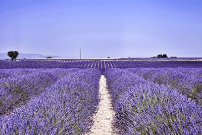 Purple flowering plants on field against sky