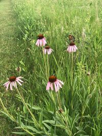 Close-up of flowering plants on field