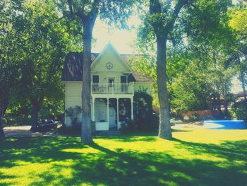 Trees in lawn