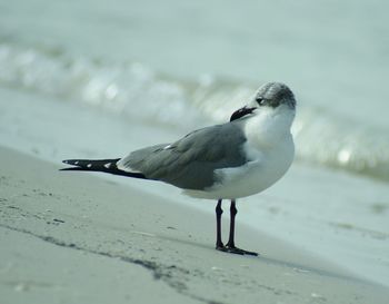 Seagull perching on a beach