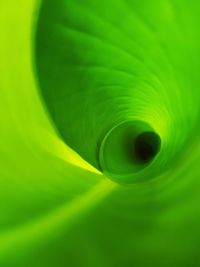 Close-up of green snake on leaf