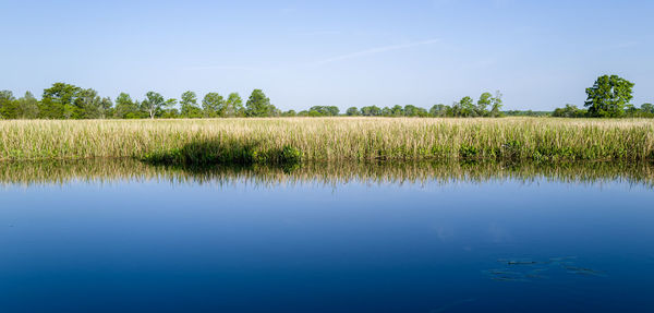 Tree reflections in pond water under calm blue skies