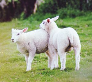 Sheep standing in a field
