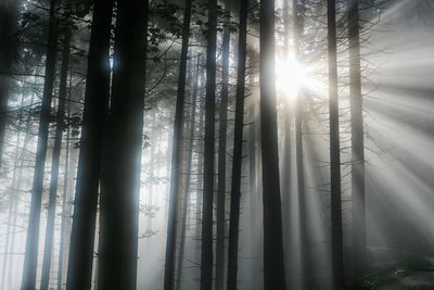 Low angle view of trees in forest