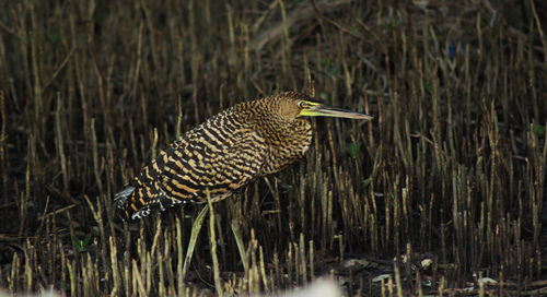 Side view of a bird in water