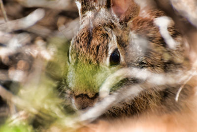 Close-up of bunny