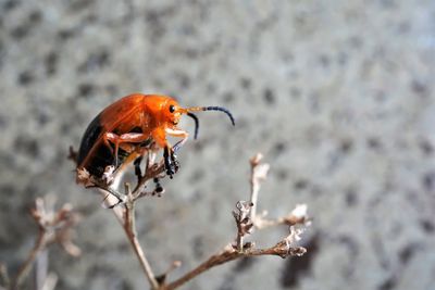 Close-up of insect on flower