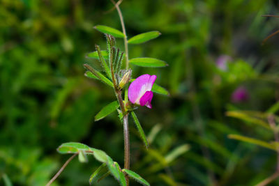 Close-up of pink flowering plant