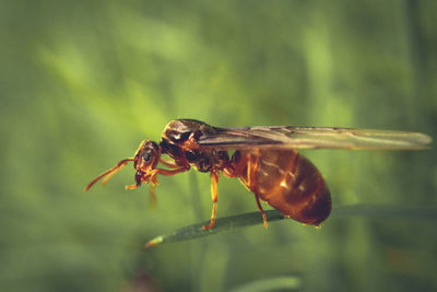 Close-up of insect