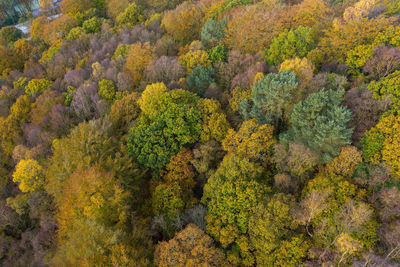 High angle view of trees in forest during autumn