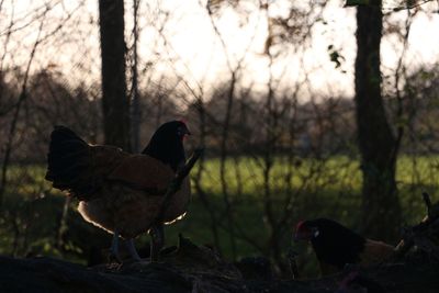Bird perching on a field