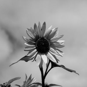 Close-up of flower blooming against sky