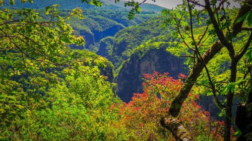 Scenic view of trees in forest