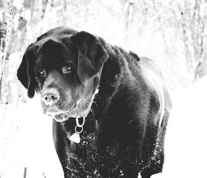 Close-up portrait of dog