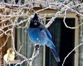 Close-up of bird perching on branch during winter