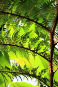 Close-up of palm tree in forest