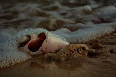 Close-up of seashell on beach