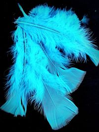 Close-up of peacock feathers against black background