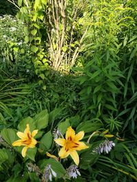 Close-up of flowers blooming outdoors