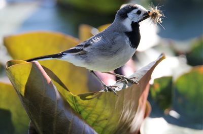 Close-up of wagtail bird perching on twig 