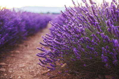 Fragrant lavender flowers at beautiful sunrise, valensole, provence, france, close up