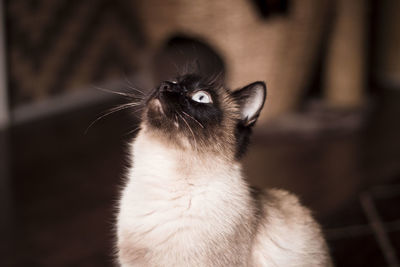 Close-up of cat looking away