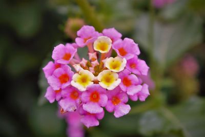 Close-up of flowers blooming outdoors